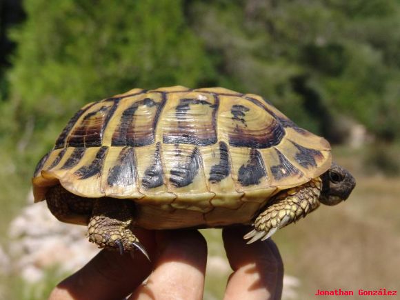 Testudo hermanni hermanni