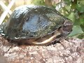 Cyclemys dentata