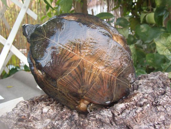 Cyclemys dentata