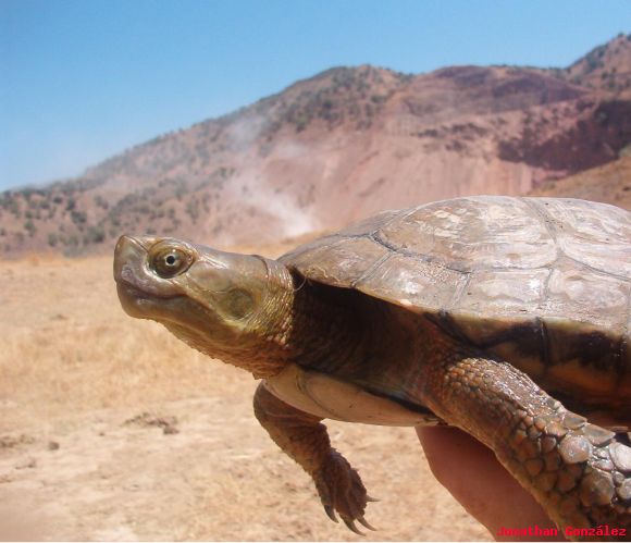 Ejemplar de Mauremys leprosa