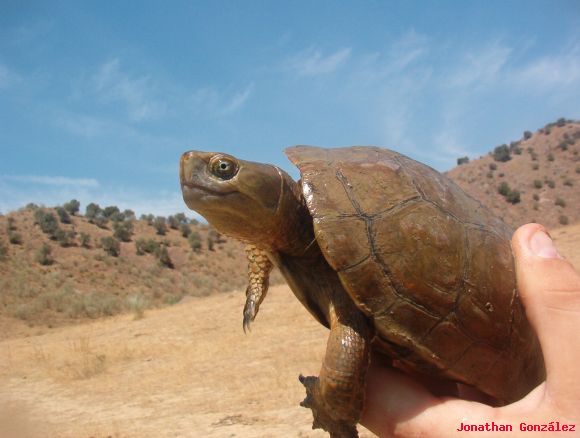 Mauremys leprosa