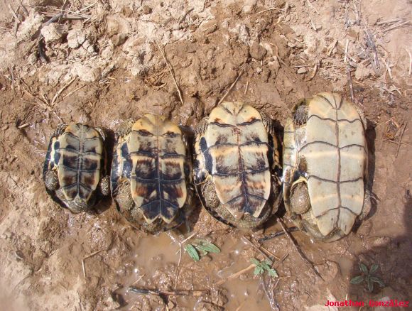 Plastrones de Mauremys leprosa
