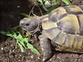 Testudo ibera