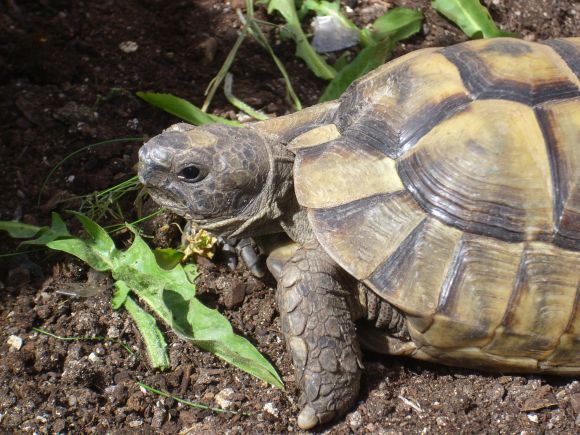 Testudo ibera