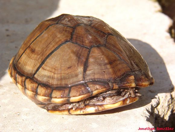 Kinosternon scorpioides