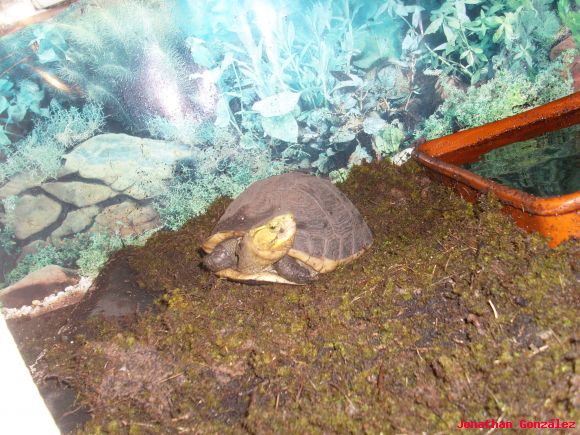 Musgo en Terrario