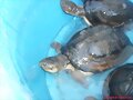 Pelusios subniger