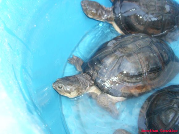 Pelusios subniger