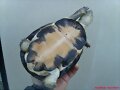 Hembra de Pelusios subniger