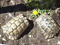 Testudo ibera