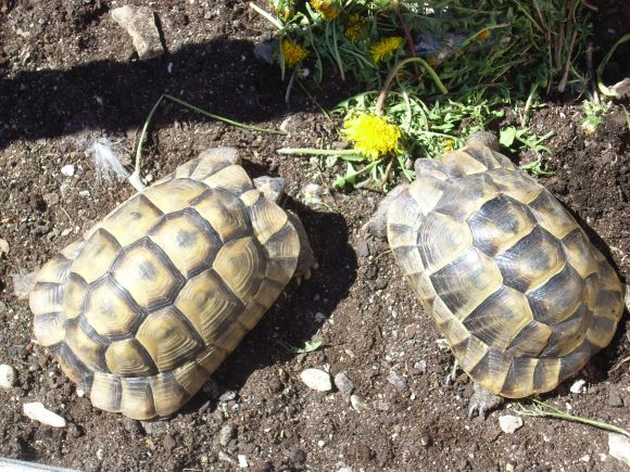 Testudo ibera