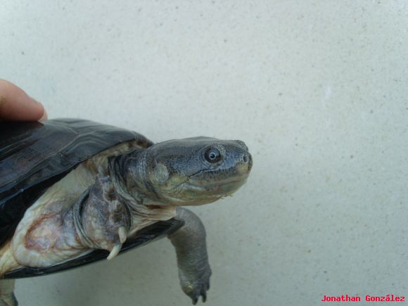 Pelusios subniger