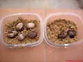 Huevos