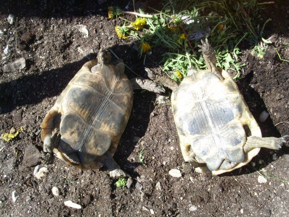 Testudo ibera