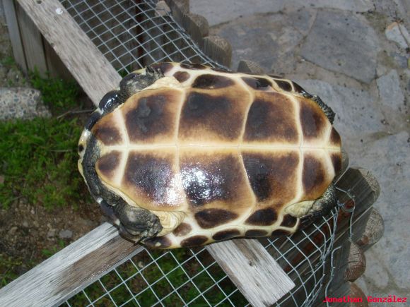 Ocadia sinensis
