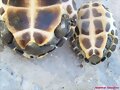Macho y Hembra