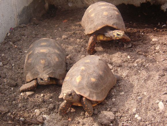 Geochelone carbonaria