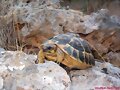 Testudo hermanni