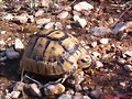 Testudo graeca