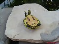 Macho joven de Trachemys s. scripta