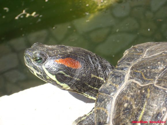 Trachemys scripta elegans