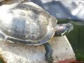 Trachemys scripta elegans