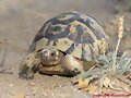 Testudo graeca en Almeria