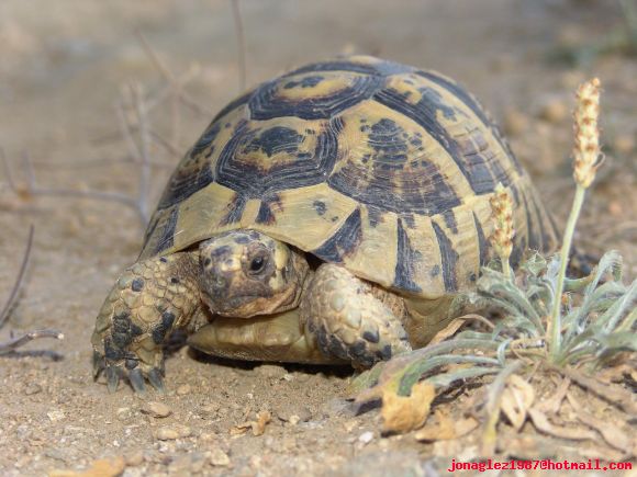 Testudo graeca en Almeria