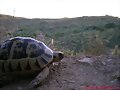 Testudo graeca en Almeria