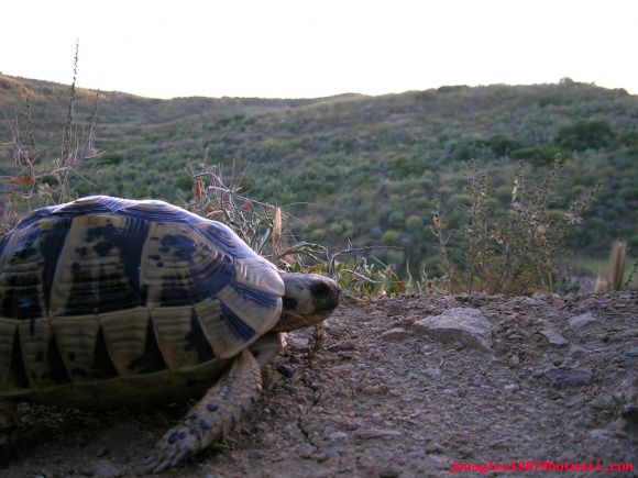 Testudo graeca en Almeria