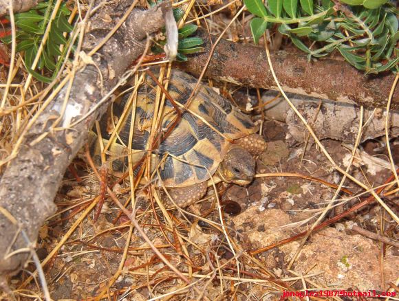 Testudo hermanni en Menorca