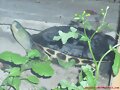 Hembra adulta de Ocadia sinensis