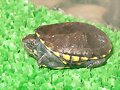 Kinosternon scorpioides