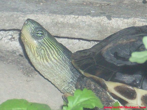 Hembra de Ocadia sinensis