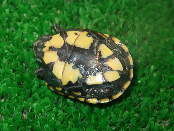 Kinosternon scorpioides