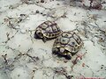 Testudo graeca graeca