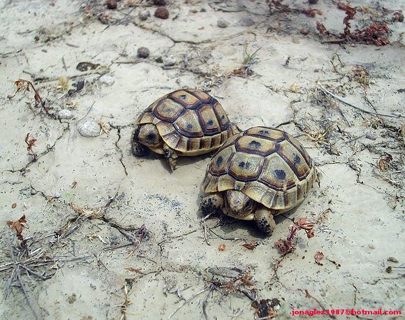 Testudo graeca graeca