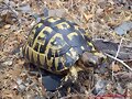 Testudo graeca graeca