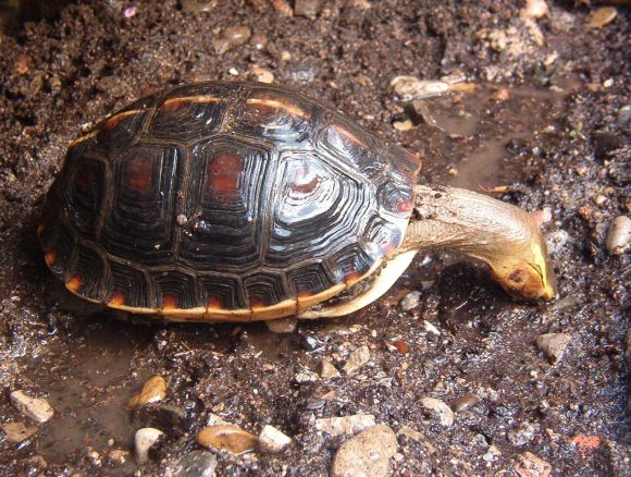 Cuora flavomarginata