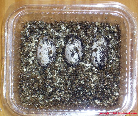 Huevos de Pelusios
