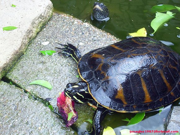 Pseudemys nelsoni