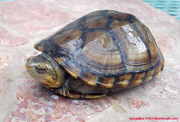 Kinosternon scorpioides
