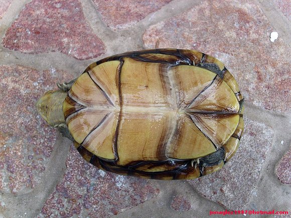 Plastrón Kinosternon scorpioides