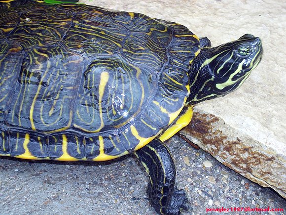 Pseudemys concinna