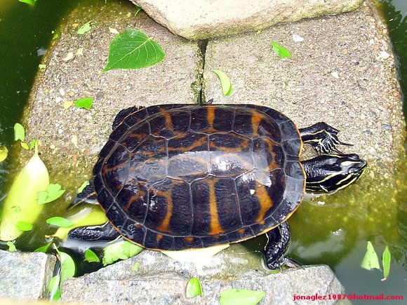 Macho de Pseudemys nelsoni