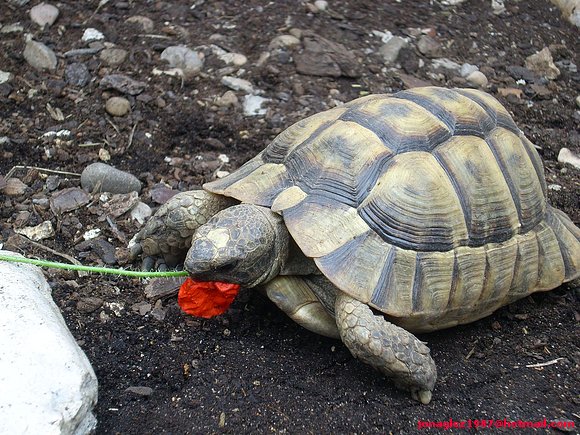 Testudo ibera