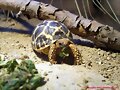 Geochelone elegas