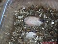 Huevos de Pelusios castaneus