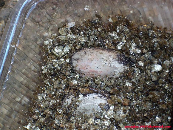 Huevos de Pelusios castaneus