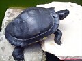 Trachemys scripta scripta